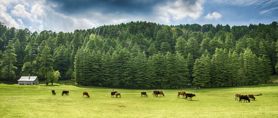 Dalhousie3