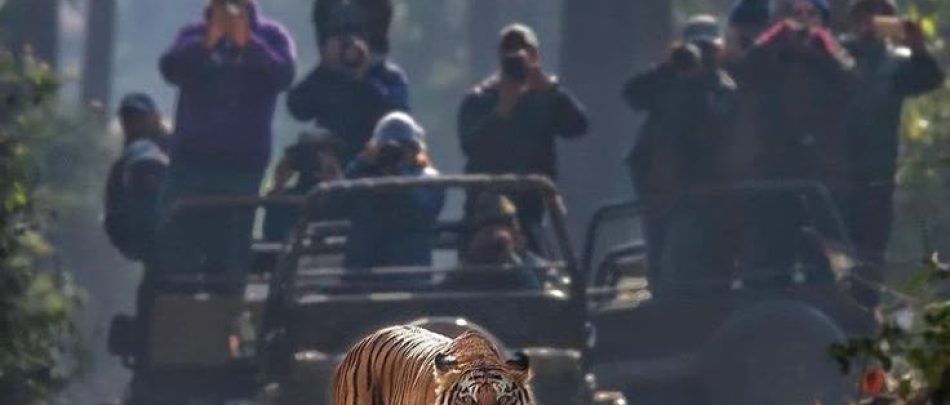 The Top 10 National Parks in India _ Wildest