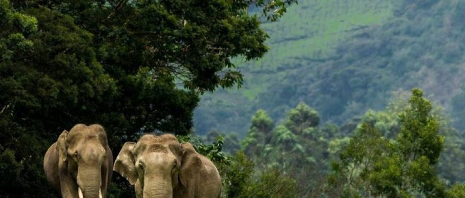 Wildlife spotted at Thekkady , TN , India_